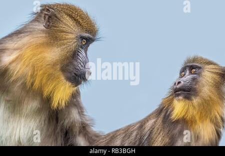 Eine Nahaufnahme Foto eines Mandrill Stockfoto