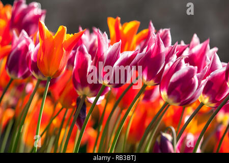 Bunte Tulpen im Frühling Stockfoto