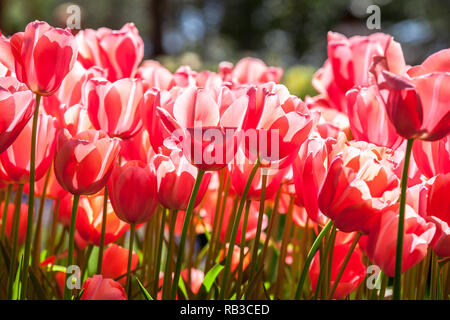 Blühende rosa Tulpen im Frühling. Stockfoto