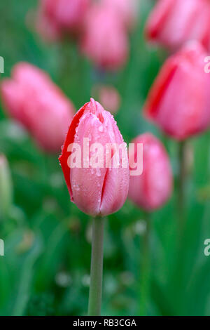 Regen fällt auf rosa Tulpen Stockfoto