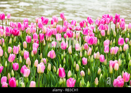 See umgeben von Frühling Tulpen Stockfoto