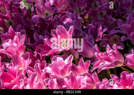 Rosa Tulpen Feld in sonnigen Tag Stockfoto