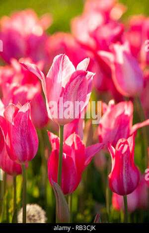 Das blühen rosa Tulpen im Frühling. Stockfoto