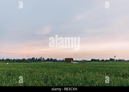 Reisfeld auf Bali Indonesien, grüner Reis mit einem kleinen Haus im Morgengrauen Zeit n den Abend mit purple sky Stockfoto