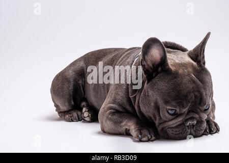 Close up Portrait von traurigen kleinen Französische Bulldogge. Studio shot vor weißem Hintergrund. Kopieren Sie Raum für kommerzielle und Werbung Stockfoto
