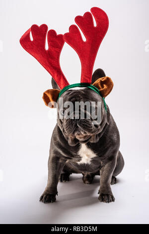 Süße französische Bulldogge tragen raindeer Haarband im Studio posieren. Purebreed adorable Portrait von canine Stockfoto