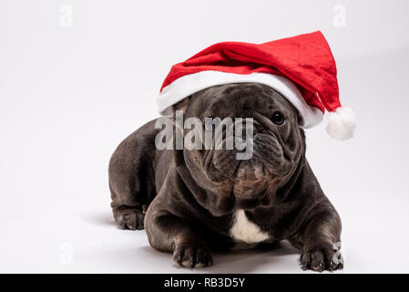 Adorable purebreed Französische Bulldogge tragen Klausenmütze Festlegung auf weißem Hintergrund. Isolierte portrait Shot vor weißem Hintergrund ideal für kommerzielle Konzept Stockfoto