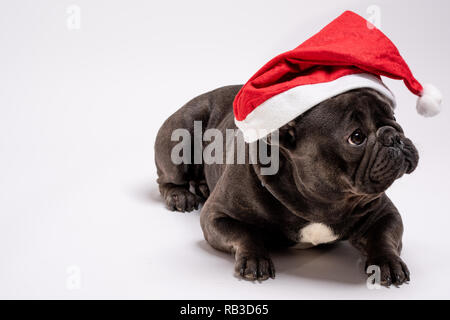 Adorable purebreed Französische Bulldogge tragen Klausenmütze Festlegung auf weißem Hintergrund auf der rechten Seite perfekt für konzeptionelle kommerzielle und Werbung. Kopieren Sie Speicherplatz zur Verfügung Stockfoto
