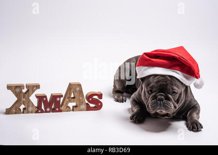 Französische Bulldogge Festlegung beim Tragen eines Santa Claus hat und neben einem Xmas unterzeichnen. Konzeptionelle Werbung mit Kopie Raum Stockfoto
