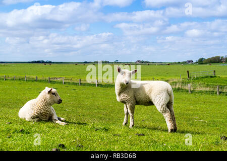 Lämmer auf dem Deich Nordsee Stockfoto