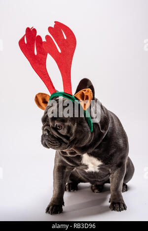 Portrait von traurige Französische Bulldogge, die beim Tragen der raindeer. Adorable purebreed Schuß im Studio Stockfoto