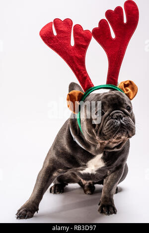 Portrait von traurige Französische Bulldogge bis Suchen beim Tragen raindeer Haarband. Studio shot vor weißem Hintergrund Stockfoto