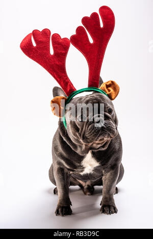 Portrait von traurige Französische Bulldogge bis Suchen beim Tragen raindeer Haarband. Studio shot vor weißem Hintergrund Stockfoto