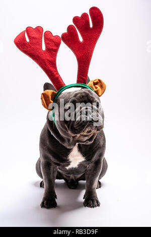 Portrait von traurige Französische Bulldogge bis Suchen beim Tragen raindeer Haarband. Studio shot vor weißem Hintergrund Stockfoto