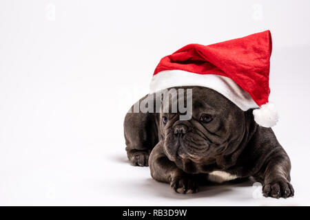 Adorable purebreed Französische Bulldogge tragen Klausenmütze Festlegung auf weißem Hintergrund perfekt für konzeptionelle kommerzielle und Werbung. Kopieren Sie Raum ein Stockfoto