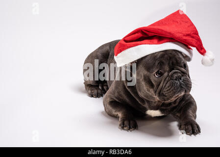 Adorable purebreed Französische Bulldogge tragen Klausenmütze Festlegung auf weißem Hintergrund auf der rechten Seite perfekt für konzeptionelle kommerzielle und Anzeige Stockfoto