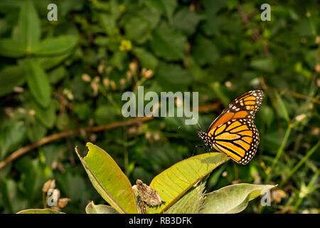 Monarchfalter (Danaus Plexippus) Stockfoto