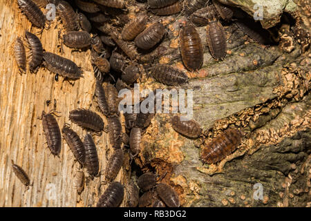 Sowbugs (Oniscus spp.) Stockfoto