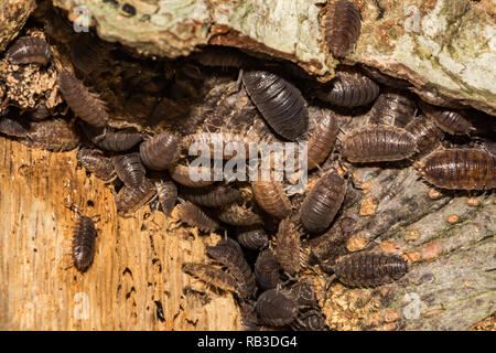 Sowbugs (Oniscus spp.) Stockfoto