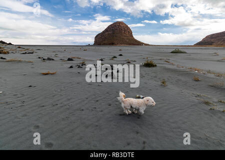 Urmia See - Kazim Dashi Stockfoto