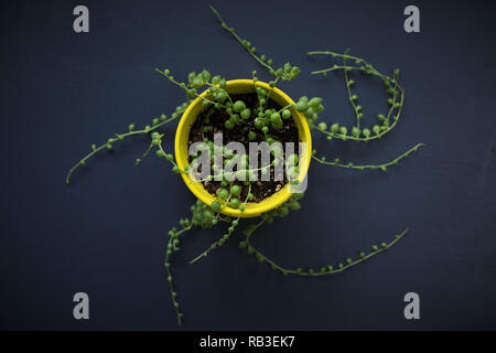 Eine Zeichenkette von Perle Pflanze - senecio rowleyanus. Stockfoto