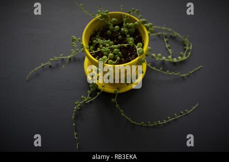 Eine Zeichenkette von Perle Pflanze - senecio rowleyanus. Stockfoto