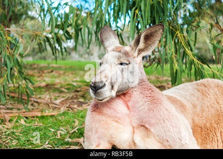 Australische Känguru schlafen auf dem Gras unter Eukalyptusbaum an einem Tag Stockfoto