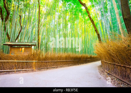 Bambushaine an Arashiyama. Pfad zu Bambushaine in Arashiyama, Kyoto, Japan. Stockfoto