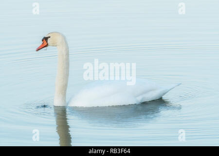 Höckerschwan schwimmen und Fütterung in See. Stockfoto