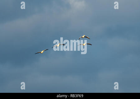 Amerikanische weiße Pelikane im Flug. Stockfoto