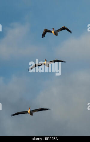 Amerikanische weiße Pelikane im Flug. Stockfoto