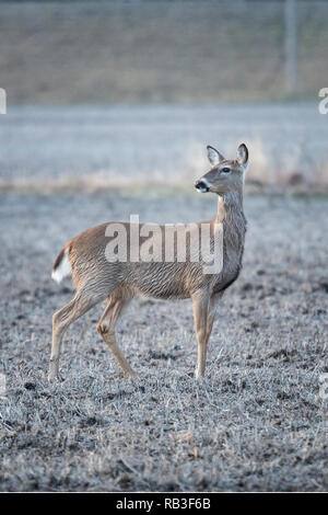 White tailed deer standing in das Feld ein. Stockfoto