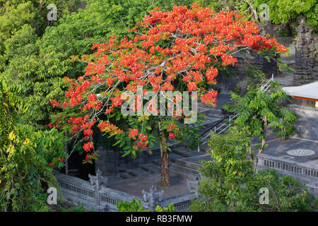 Gulmohar tropischen Baum, mit Flamme farbigen Blumen, steht in einem Balinesischen Hindu Tempel Komplex Stockfoto