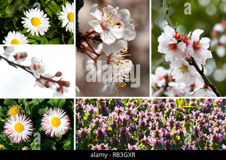 Collage aus verschiedenen Frühlingsblumen Stockfoto