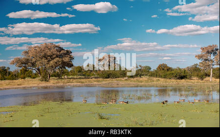 Wunderschöne grüne Landschaft im Moremi Game Reserve nach der Regenzeit, im Teich schwimmen Vogel Nilgans, Okavango Delta, Botswana, Afrika wilde Stockfoto