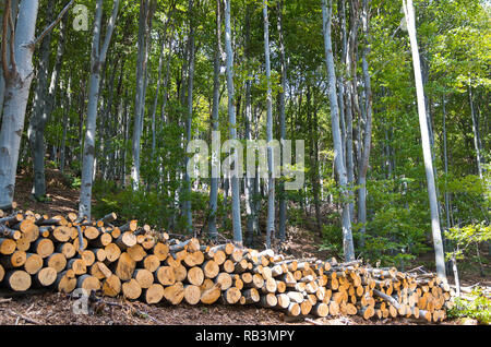 Buchenwälder. Stapel von Rundholz am Rande des Waldes. Stockfoto