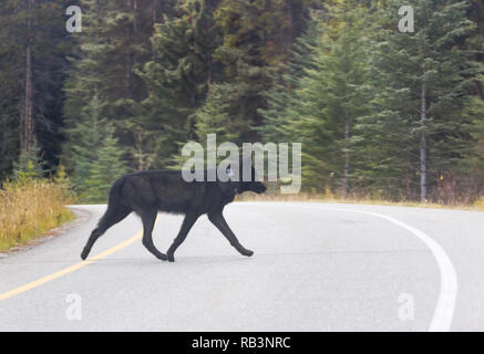 Collared wilden schwarzen Wolf überquert die Autobahn entlang Bow Valley Parkway mit Bäumen im Hintergrund, im Banff National Park, Alberta, Kanada Stockfoto