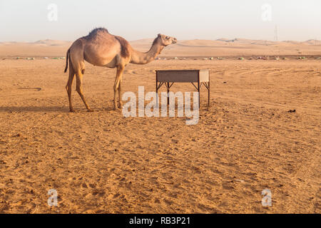 Wilde Kamele in der Wüste von Al Khatim in Abu Dhabi, Emirates Stockfoto