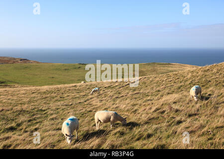 Blick vom Great Orme, Llandudno, Conwy County, North Wales, Wales, Vereinigtes Königreich, Europa Stockfoto