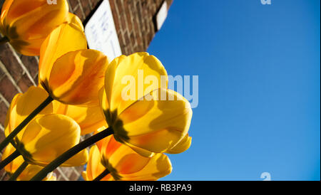 Frühling gelbe Tulpen blühen mit grünen Halmen gegen eine typische rote Ziegelwand Hintergrund und sonnigen blauen Himmel in Amsterdam, Niederlande. Foto perspe Stockfoto