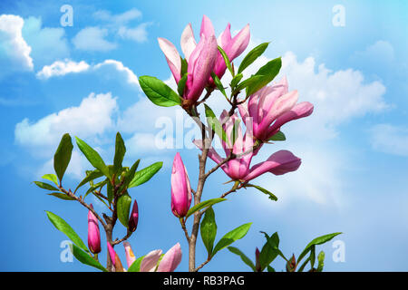 Magnolienblüte auf Zweig gegen den blauen Himmel im Frühling. Stockfoto