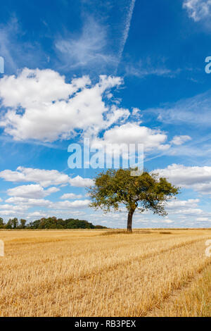 Einsamer Baum in einem Maisfeld unter einem blauen Himmel mit Wolken an einem sonnigen Tag im Sommer. Mayen-Koblenz, Deutschland Stockfoto