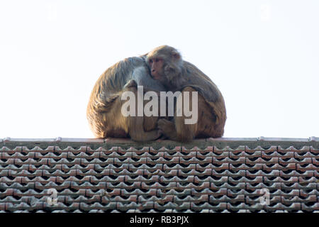 Wildlife Hintergrund mit Affen und Baby monkey auf dem Dach. Bild für Tier Säugetier Natur wild Pet Travel Liebe zoo Konzept Stockfoto