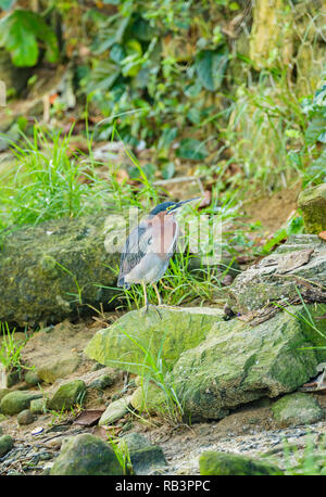 Heron (Butorides Virescens) Grün backed Heron nach rechts, zum Angeln im Süßwasser Creek im kleinen Fischerdorf Castara, Tobago balanciert Stockfoto