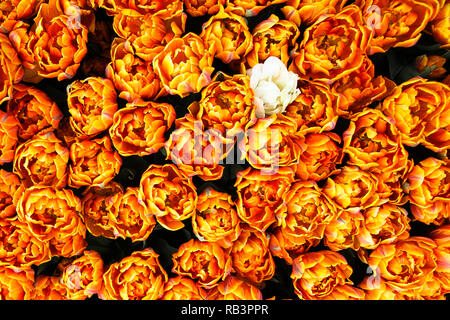 Orange, gelbe und rote Flamme Frühling Tulpen in Amsterdam Anfang aus einer Ansicht von oben mit einem einzigen White Tulip unter den Blumen gesehen zu blühen. Pe Stockfoto