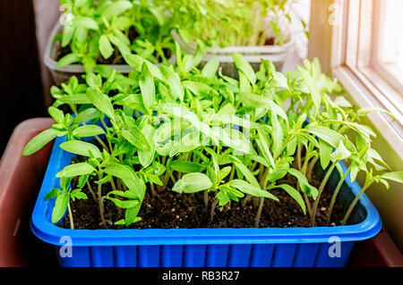 Wachsende Sämlinge von Tomaten und Paprika auf dem Fensterbrett in Töpfe aus Kunststoff. Stockfoto