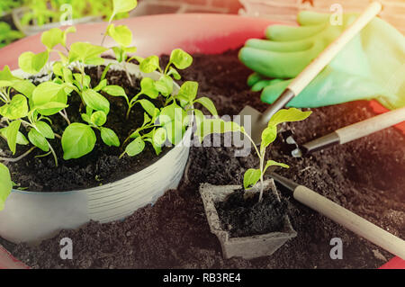 Seeding kleine Eierfruchtsämlinge in getrennten Kartons Stockfoto