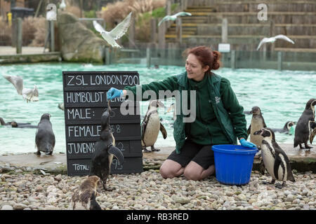 Jährliche tierische Inventur im ZSL London Zoo beginnt. Es dauert fast eine Woche durchzuführen, da mehr als 700 verschiedene Arten gezählt werden. Stockfoto