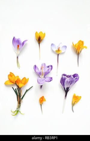 Frühling, Ostern florale Komposition. Gelbe und violette Krokusse Blumen auf weißem Hintergrund Holz isoliert. Styled Foto. Flach, Ansicht von oben. Stockfoto