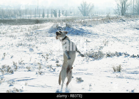 Einen Hund (Labrador Retriever) springen im Freien auf dem Schnee im Winter. Schneelandschaft. Stockfoto